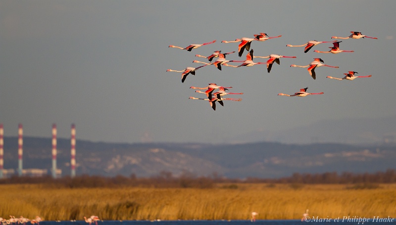 Flamant 0435_wm.jpg - Flamant rose - Greater Flamingo - Phoenicopterus roseus... Quand la beauté rejoint la laideur des constructions humaines... (Camargue, France, février 2011)